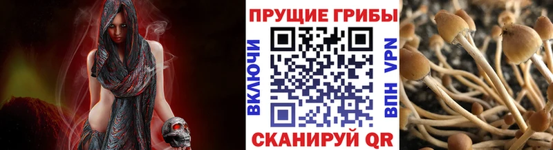 Псилоцибиновые грибы Cubensis  Сковородино 